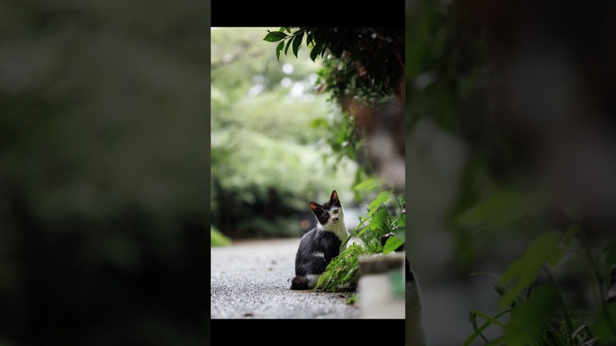 Here I Am | Quiet Walk Japan