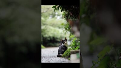 Here I Am | Quiet Walk Japan