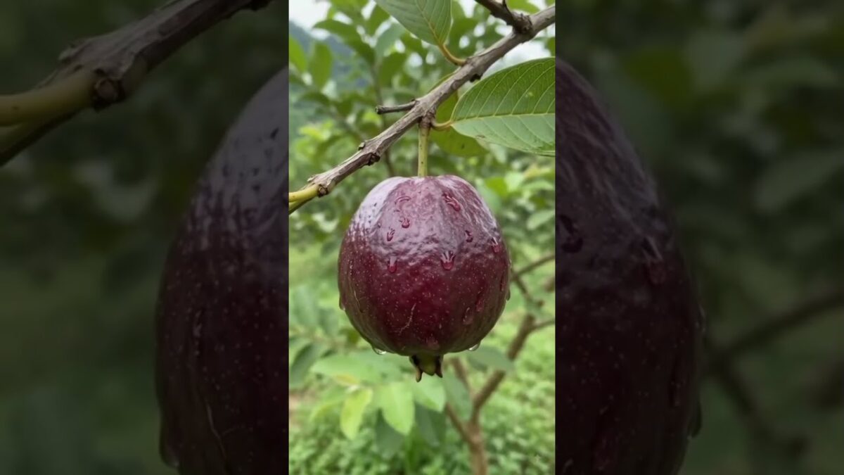 How a Guava Grows 🍈🌱 #Shorts