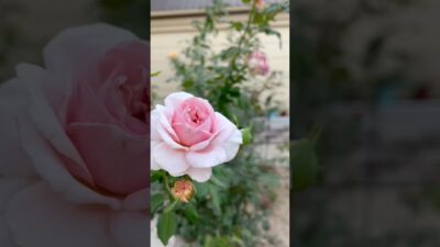 Kontaktdan o’chirmaganman# #flowers #rose #красотадуши #garden #shorts #relaxingmusic