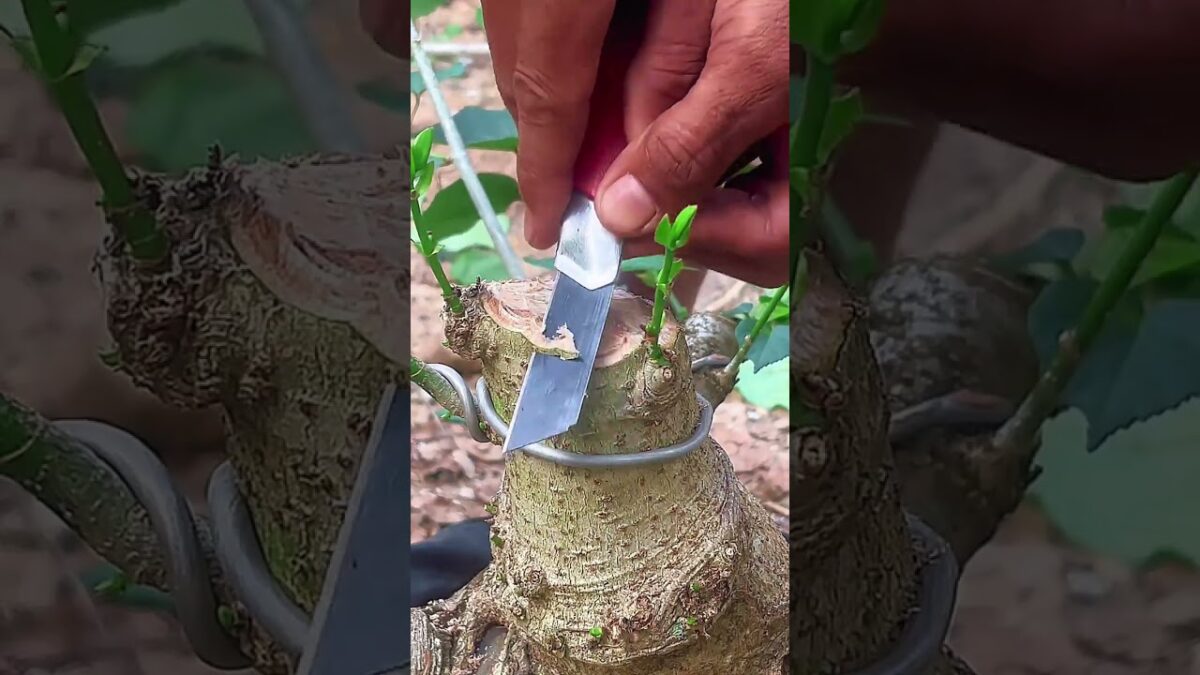 Kỹ thuật bonsai #bonsai #bonsaitree #bonsaiart #garden #nature #asmr