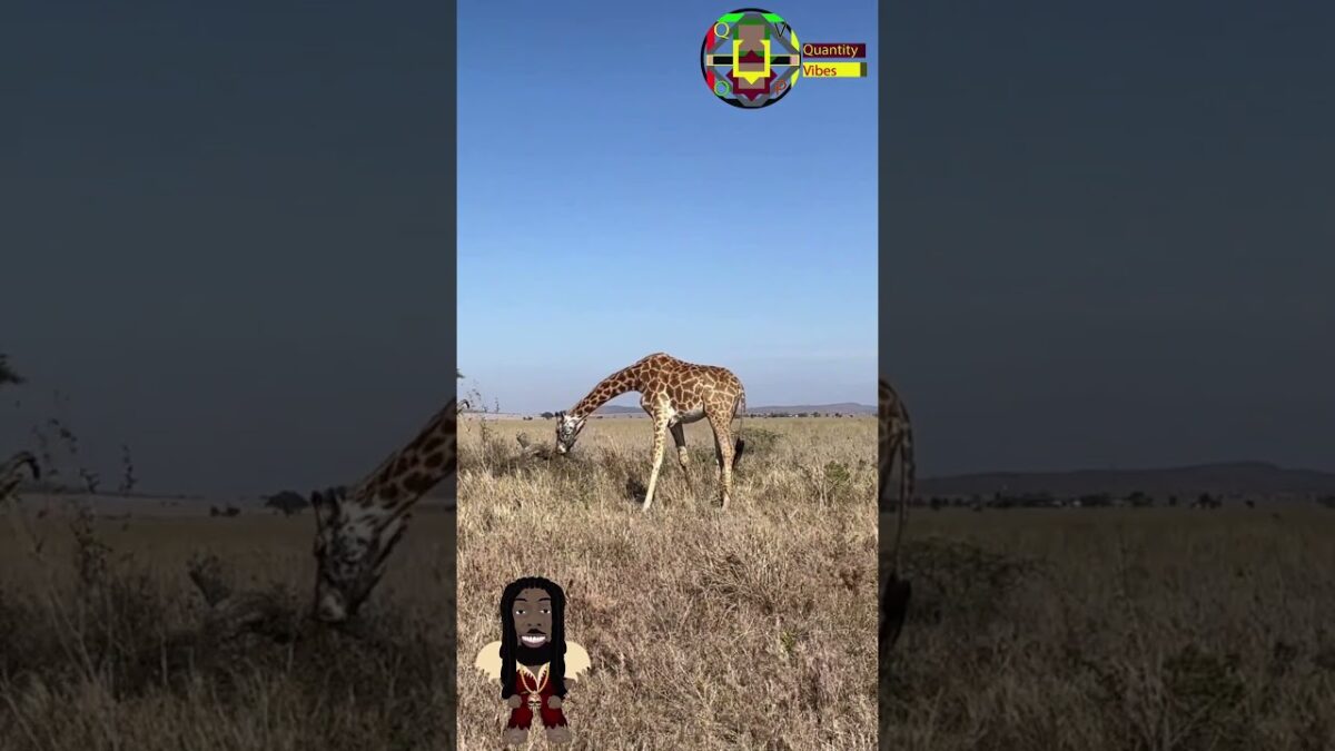 Lone Ranger #giraffe , #natureasmr, #asmr