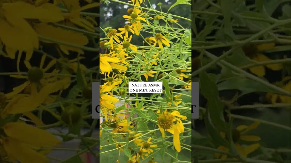 One Minute Nature ASMR