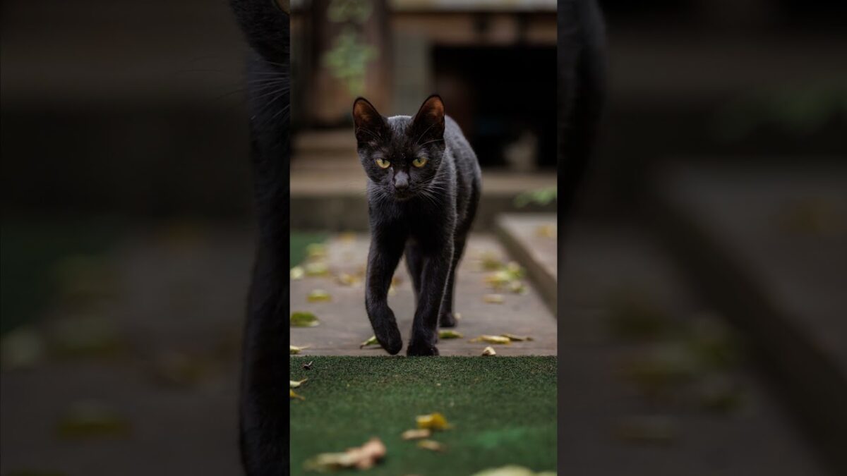 Practicing for the Catwalk | Quiet Walk Japan