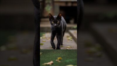 Practicing for the Catwalk | Quiet Walk Japan