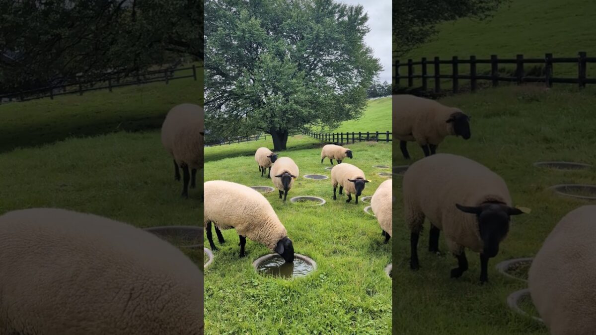 ​Relaxing Highland Farm Walk with Sheep | Makiba Park, Yamanashi Japan