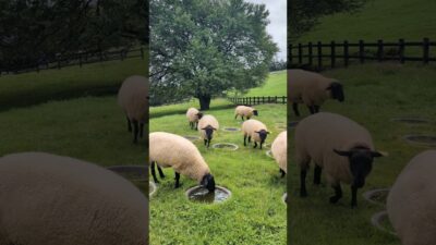 ​Relaxing Highland Farm Walk with Sheep | Makiba Park, Yamanashi Japan