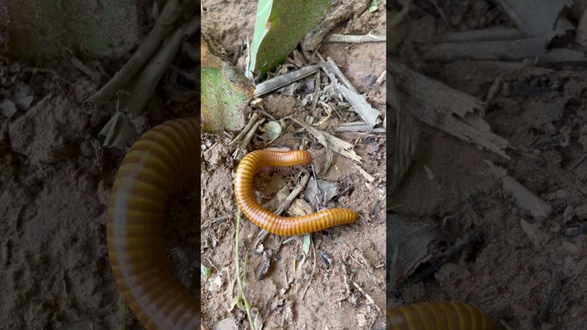 Tiny Legs Moving! 🪱#Millipede #TinyLegs #Insects #NatureASMR #Shorts