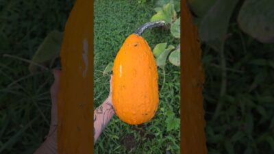 😳 What Did I Even Grow? 😂 Picking Gourds in the Garden 👩‍🌾 #garden #gardening #asmr #gourd #nature