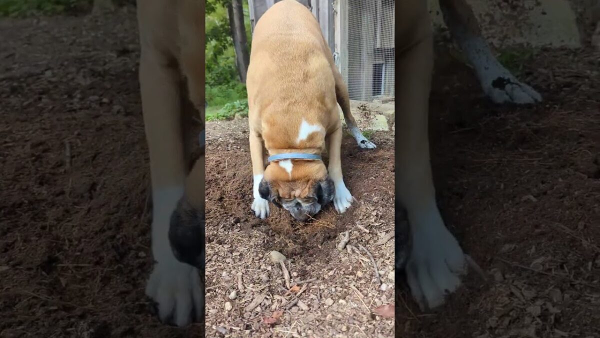 What’s in the hole? #dog #boxerdog #boxerlife #seniordog #nature