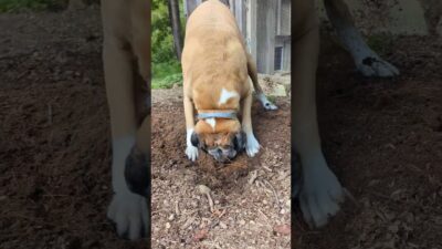 What’s in the hole? #dog #boxerdog #boxerlife #seniordog #nature