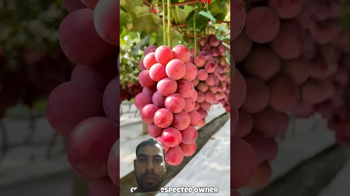 Wonderful fruits that bring relaxation#satisfying#fruitX#nature#asmr#vegetable#farming #1m