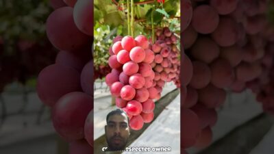 Wonderful fruits that bring relaxation#satisfying#fruitX#nature#asmr#vegetable#farming #1m