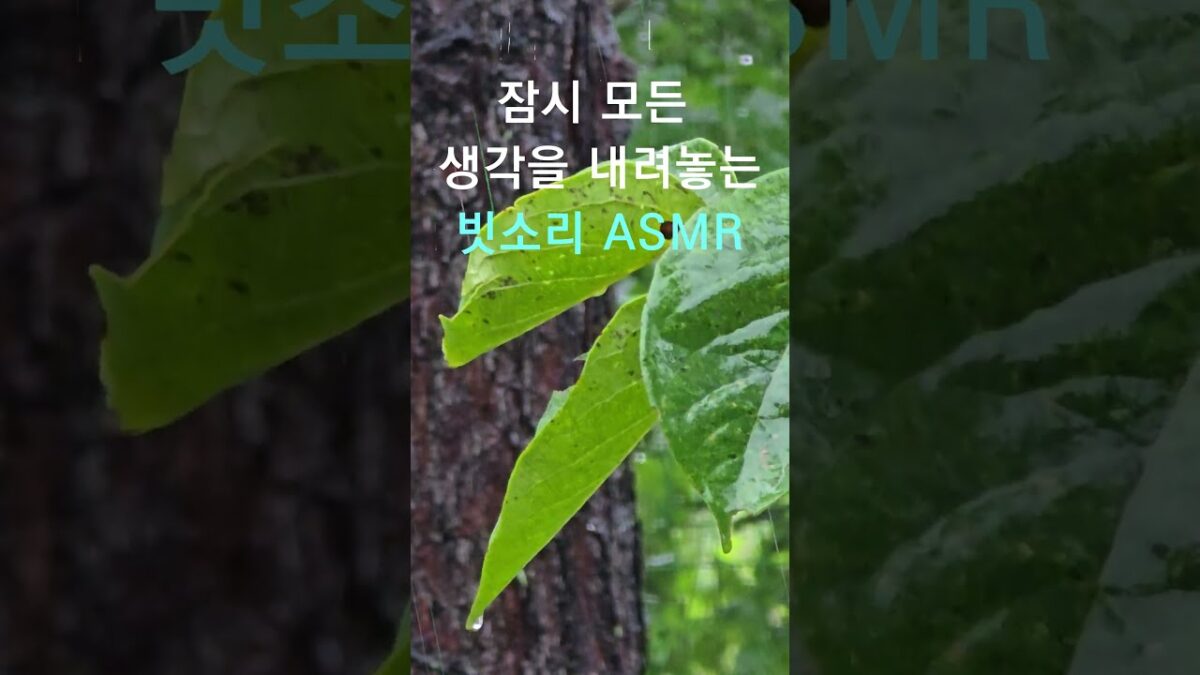 잠시 모든 생각을 내려놓는 빗소리 #빗소리asmr #수면유도 #rainsounds #백색소음 #rain #shorts #꿀잠유도 #불면증 #NatureASMR