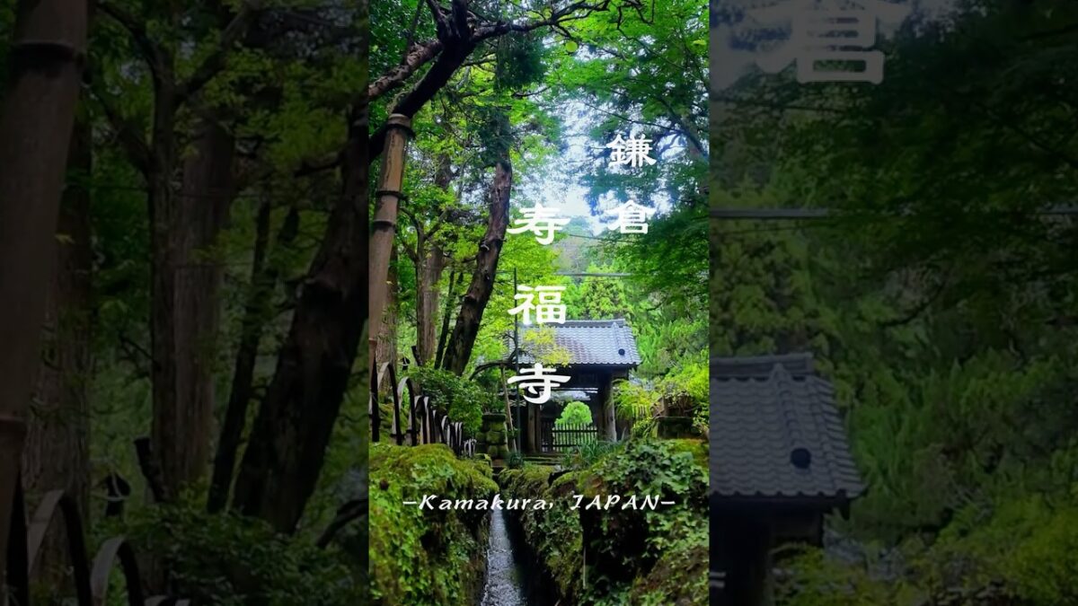 苔と石畳に癒される…鎌倉・寿福寺の参道　#kamakura #japantravel