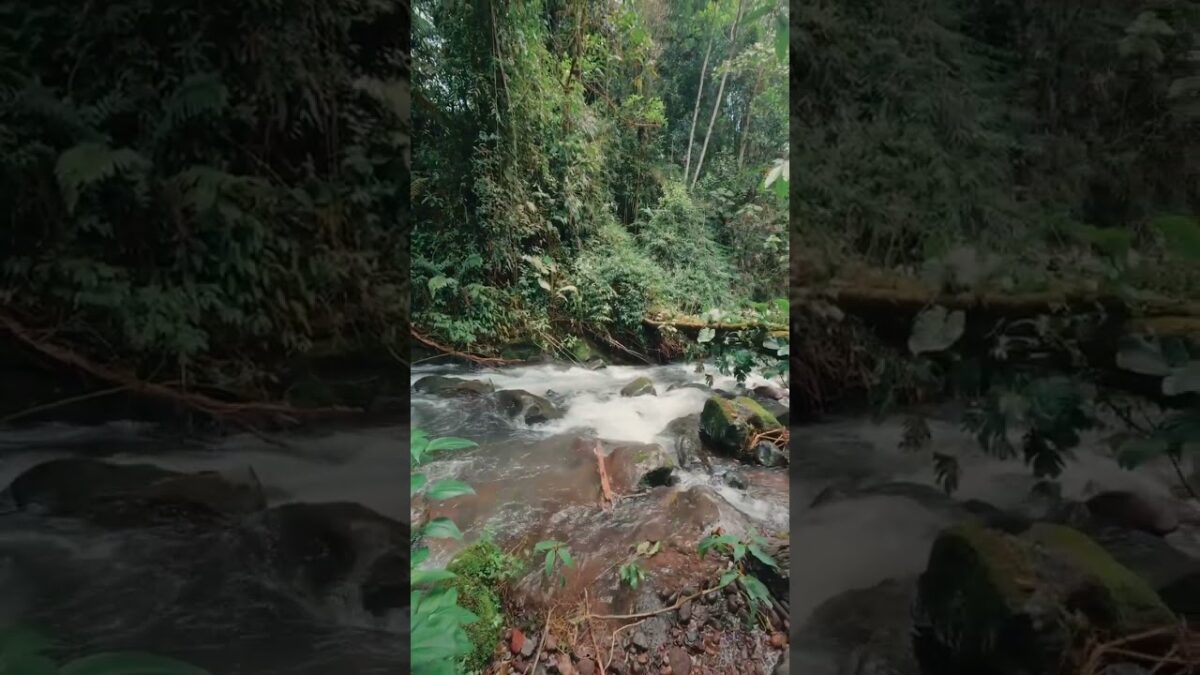 #nature #asmr #trilha #trip #shorts