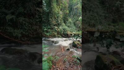 #nature #asmr #trilha #trip #shorts