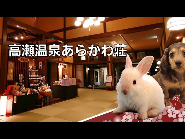 【新潟】高瀬温泉あらかわ荘でオールインクルーシブ｜一人旅の備忘録
