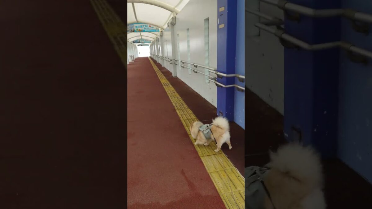モフの散歩#散歩#雨音 #愛犬 #日常 #癒し #ポメラニアン#ぽめらにあん