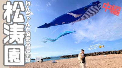 【ルームツアー】愛犬と泊まれる鳥取の人気温泉宿🐶🐾　〜中編〜