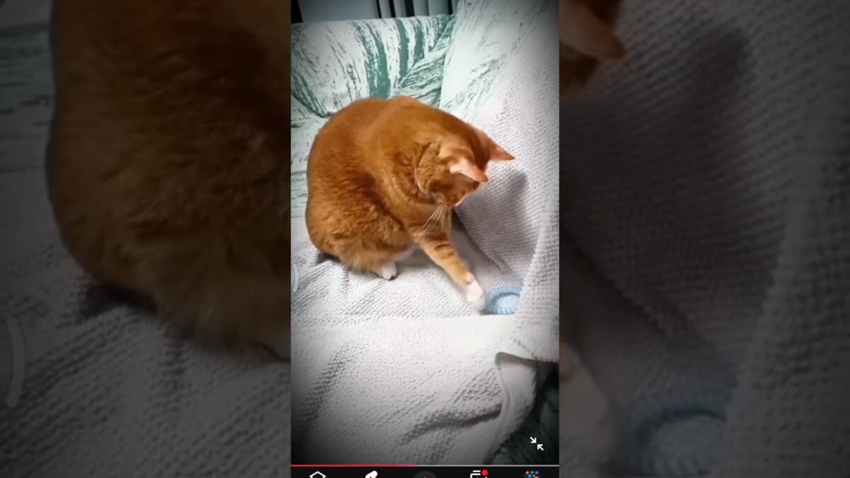 whate this? #cat #nature #asmr