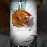 whate this? #cat #nature #asmr