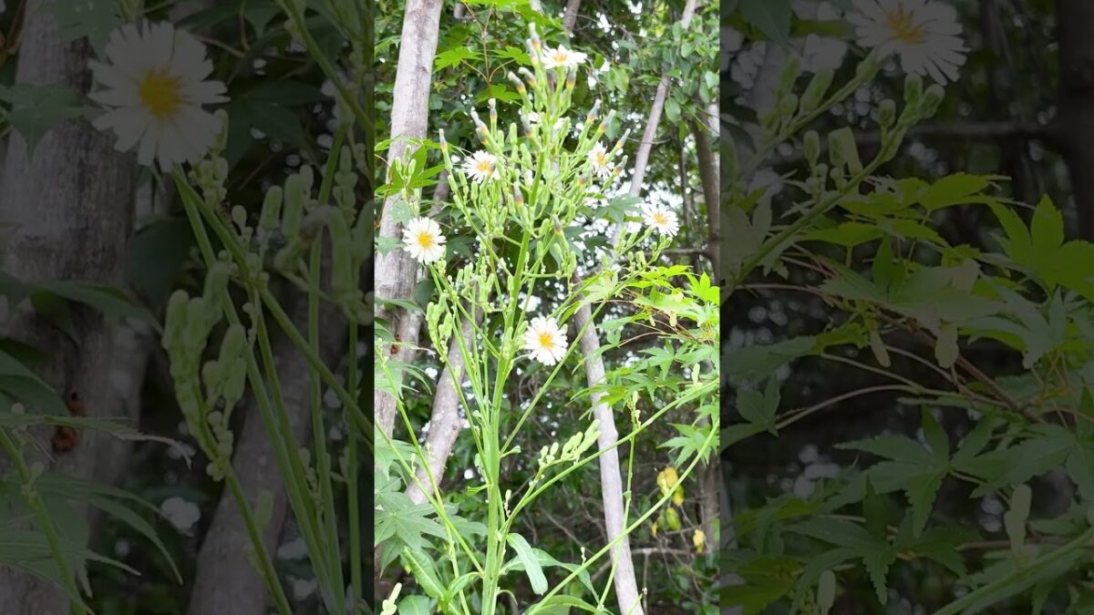 10月の庭花図鑑｜アキノノゲシ       #flowers #nature #asmr