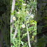 10月の庭花図鑑｜アキノノゲシ       #flowers #nature #asmr