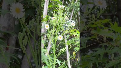 10月の庭花図鑑｜アキノノゲシ       #flowers #nature #asmr