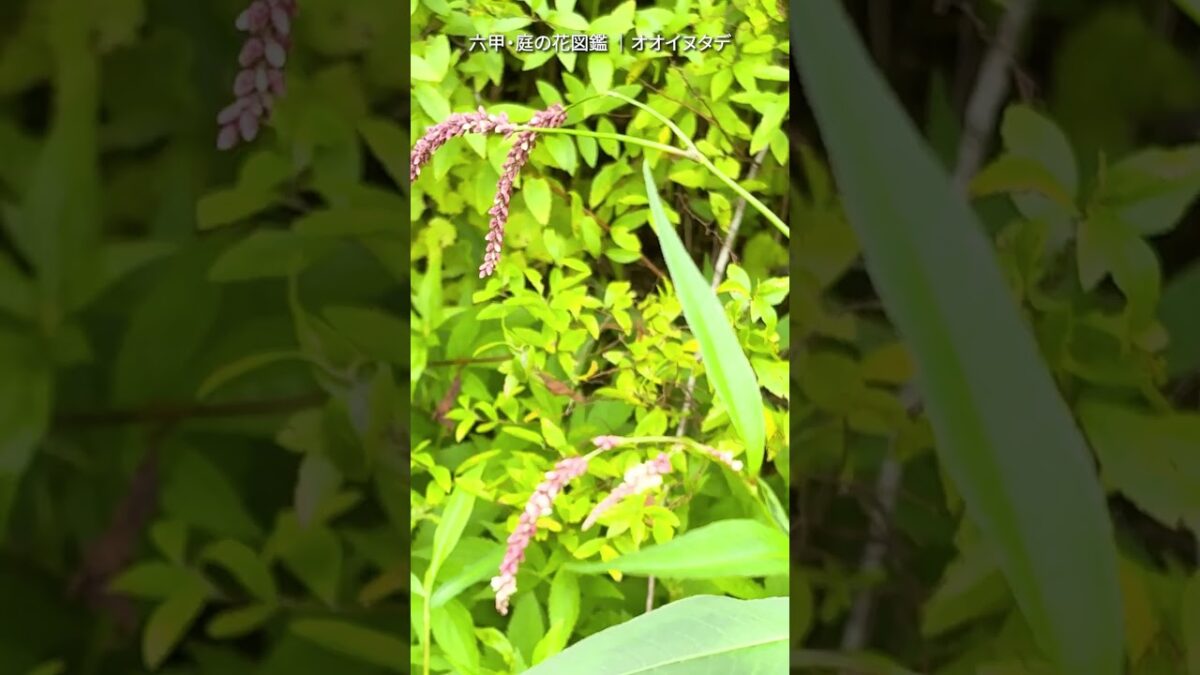 10月の庭花図鑑｜オオイヌタデ      #flowers #nature #asmr