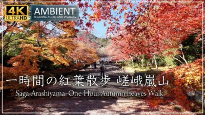 【4K・環境動画】錦秋の京都 〜嵯峨嵐山の十二の名所の美しい紅葉をご覧下さい。渡月橋, 常寂光寺, 天龍寺, 宝厳院, 二尊院, 祇王寺, 大覚寺, 清涼寺 [No.745]