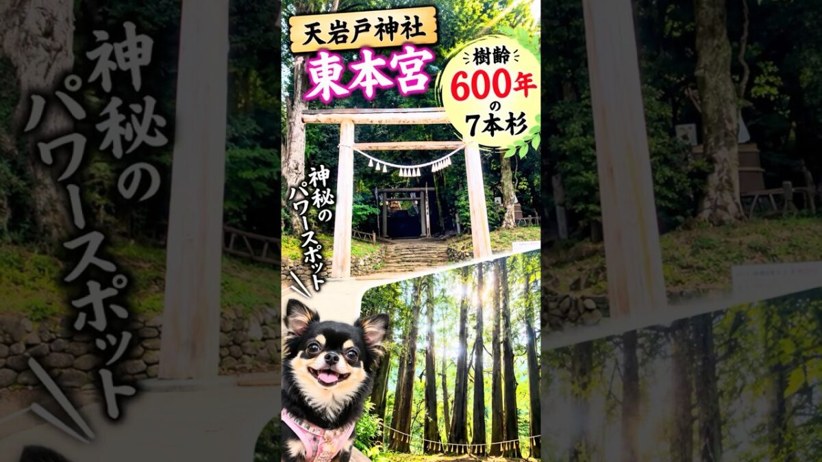 【天岩戸神社 東本宮】樹齢600年の七本杉🌲 神秘のパワースポット #キャンピングカーの旅 #天岩戸神社 #神社巡り #神社仏閣パワースポット #神社