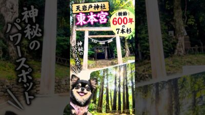 【天岩戸神社 東本宮】樹齢600年の七本杉🌲 神秘のパワースポット #キャンピングカーの旅 #天岩戸神社 #神社巡り #神社仏閣パワースポット #神社