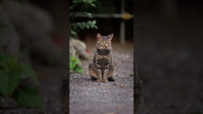 A Cat with Perfect Posture | Quiet Walk Japan