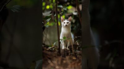 A Little Jungle Adventure | Quiet Walk Japan