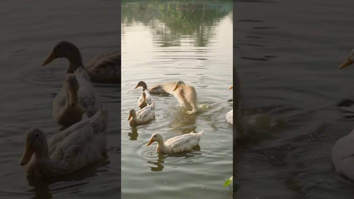 🦆 A Peaceful Morning Routine in a Rural Village