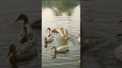 🦆 A Peaceful Morning Routine in a Rural Village