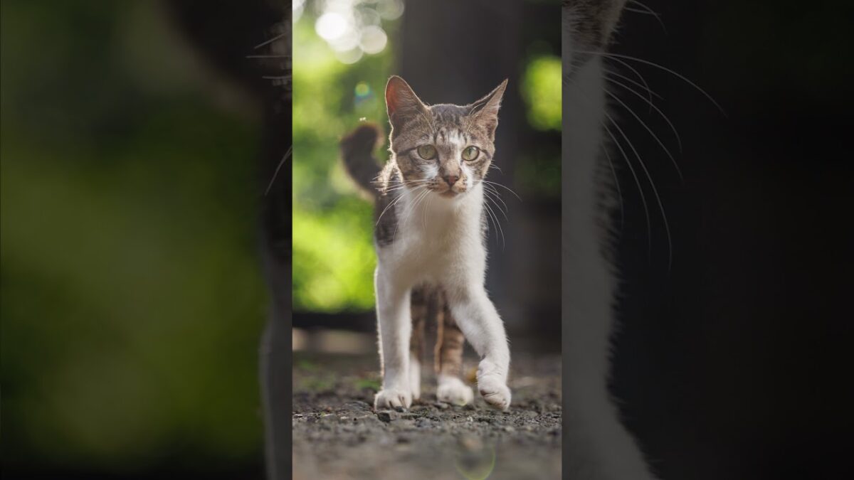 A Quiet Walk This Way | Quiet Walk Japan