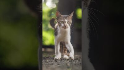 A Quiet Walk This Way | Quiet Walk Japan