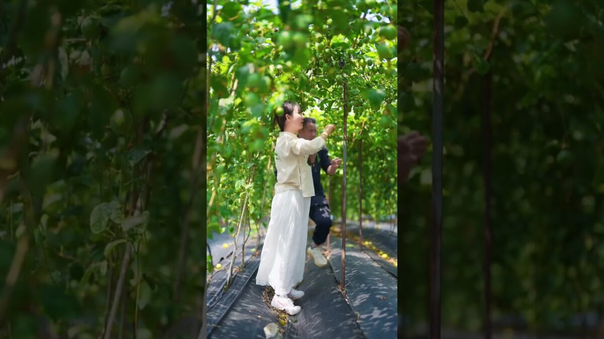 Amazing fruits that bring relaxation #satisfying #fruit #nature #asmr #vegetable #farming #1m