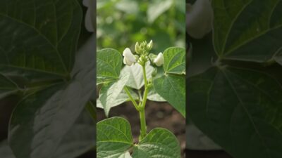 Bean Growth Time-Lapse: From Seed to Harvest