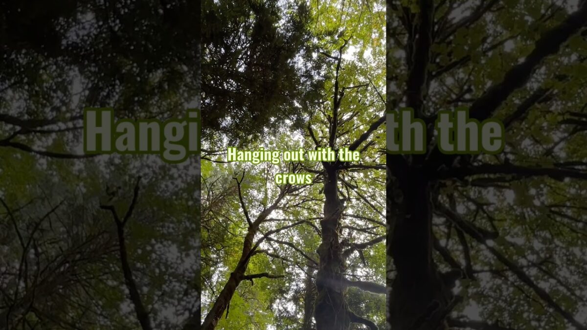 Crows singing in the forest # #natureasmr #naturesounds #crowsounds #pnwforest
