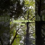 Crows singing in the forest # #natureasmr #naturesounds #crowsounds #pnwforest