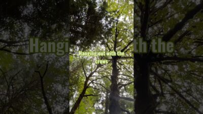 Crows singing in the forest # #natureasmr #naturesounds #crowsounds #pnwforest