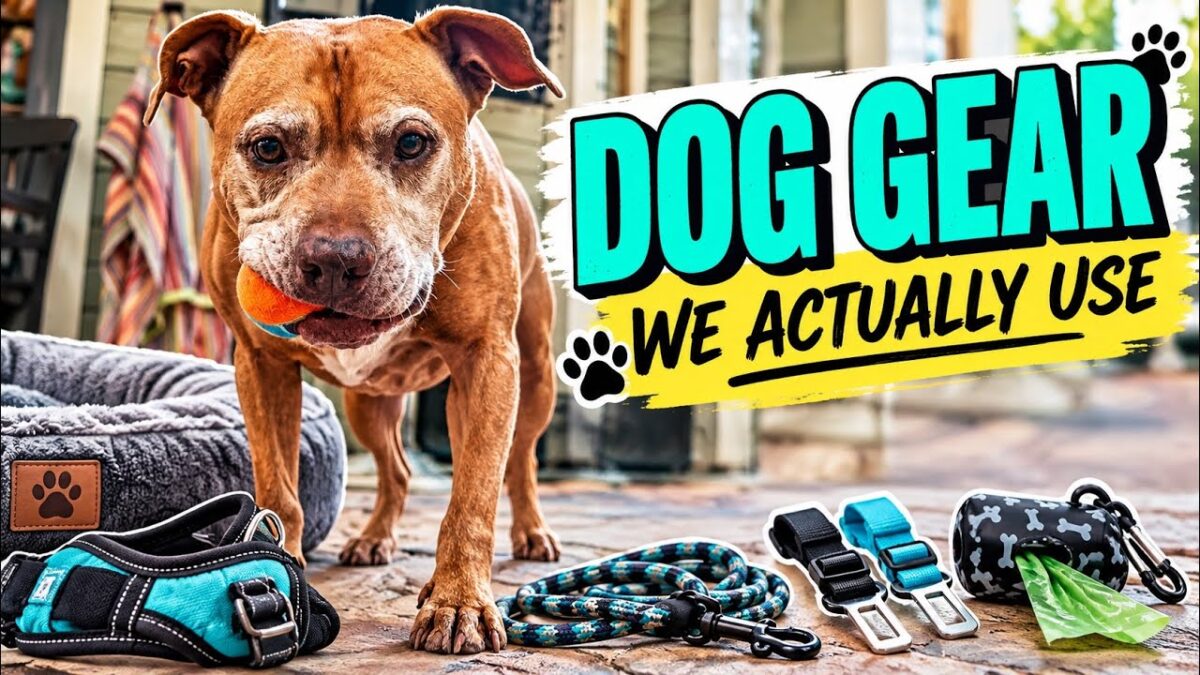 Dog Travel Essentials We Actually Use | Beds, Harnesses, Leashes & More!