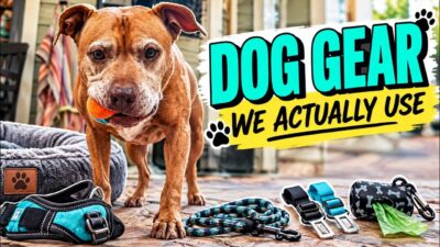 Dog Travel Essentials We Actually Use | Beds, Harnesses, Leashes & More!