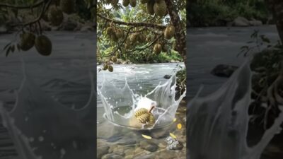 Durian jatuh rezeki nomplok #vibes #nature #asmr #foryou #fyp #trending #viral