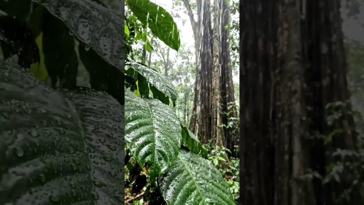Heavy Rain in a Deep Forest 🌧️🌿 | Realistic Nature ASMR #forest #forestrainsounds #relaxingsound