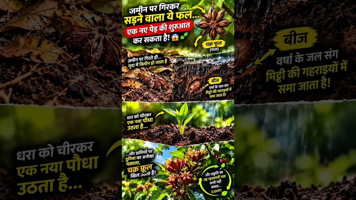 How Star Anise Actually Grows 🌱😱 | Chakra Phool Ka Rahasyamayi Cycle #shorts