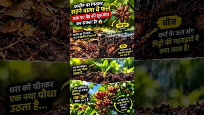How Star Anise Actually Grows 🌱😱 | Chakra Phool Ka Rahasyamayi Cycle #shorts